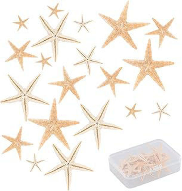 Picture of 20 pieces of natural starfish 