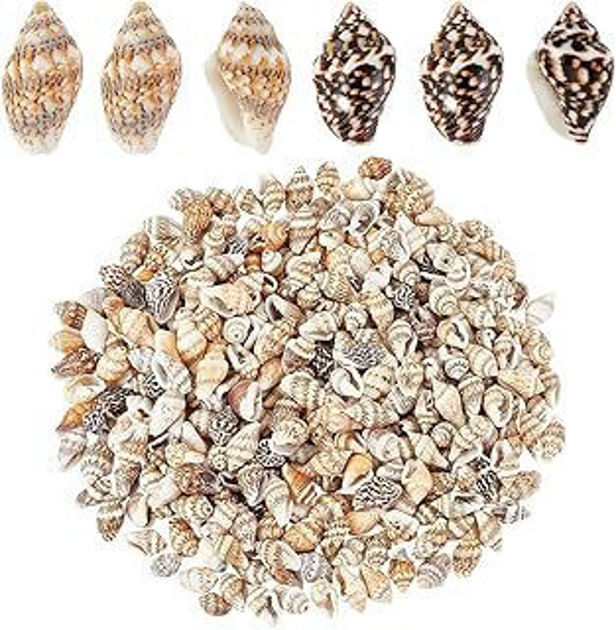 Picture of خرز صدف بحري طبيعي من ازوني، نمطان من اصداف حلزونية صغيرة