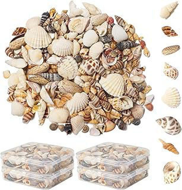 Picture of Small natural seashells mixed from the ocean, various miniature beach shells