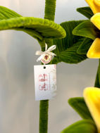 Picture of Sunflower Satad