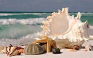 Picture of Large Natural Seashells, Murex Ramosus Seashell, Huge Ocean Seashell 18-20 cm