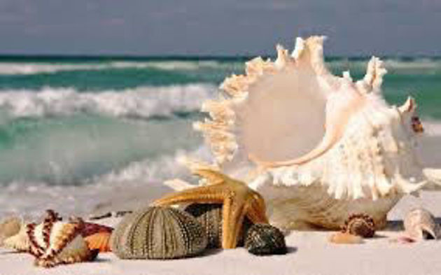 Picture of Large Natural Seashells, Murex Ramosus Seashell, Huge Ocean Seashell 18-20 cm