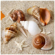 Picture of Large Natural Seashells, Murex Ramosus Seashell, Huge Ocean Seashell 18-20 cm