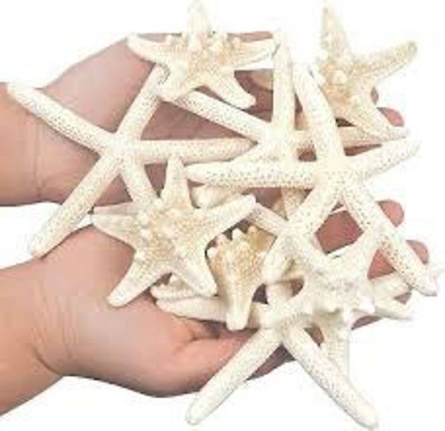 Picture of 12 Assorted Pieces Star Fish - Star